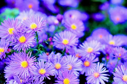 全画面アスターのかわいい可憐な青い花畑 全画面アスターのかわいい可憐な青い花畑の写真