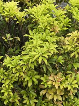 新緑 新緑 新緑,木,鮮やかの写真素材