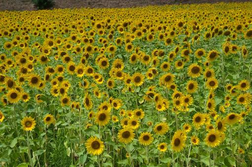 押し寄せるひまわりの花 押し寄せるひまわりの花の写真