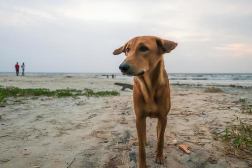 インド犬04 インド犬04の写真