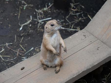 プレーリードッグ プレーリードッグ プレーリードッグ,動物,動物園の写真素材
