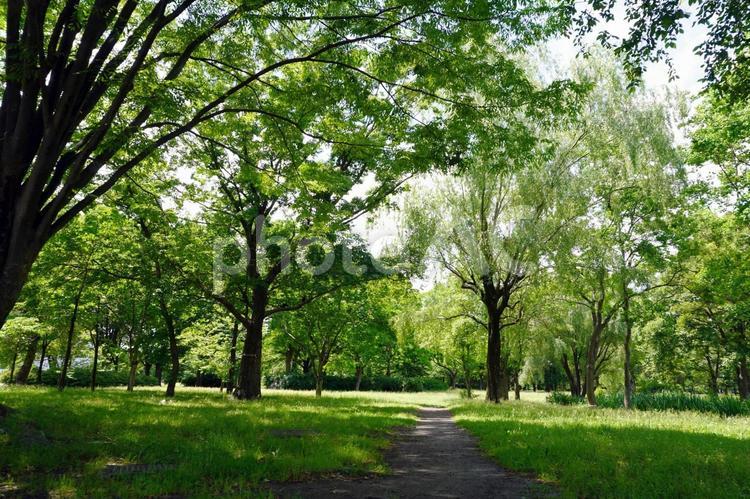 さあ冒険だ。良く晴れた森の中 自然,森,夏の写真素材