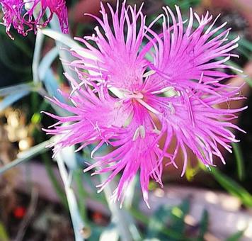花419 花419の写真