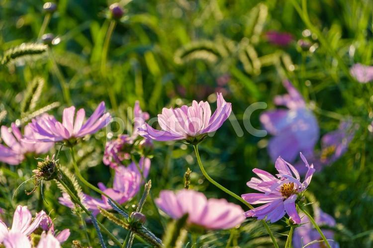 夕陽に照らされるコスモス コスモス,ピンク,花の写真素材
