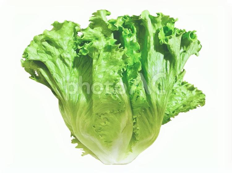 レタスの写真素材 レタス,野菜,サニーレタスの写真素材