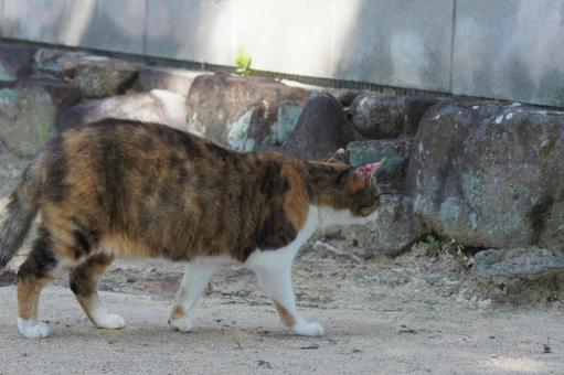 ねこ ねこ にゃんこ,可愛い,野良猫の写真素材