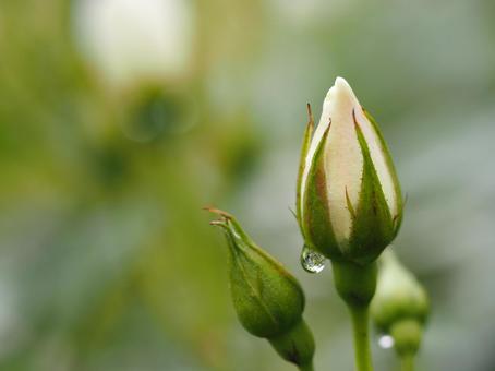 白いバラ　アイスバーグ　つぼみ⑥ バラ,薔薇,花の写真素材