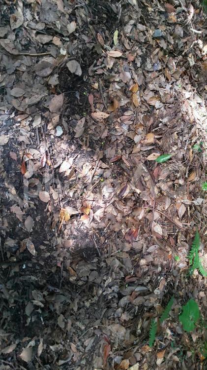 落ち葉の地面に木漏れ日 大地,地面,土の写真素材