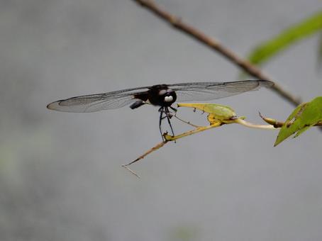 Photo, pseudothemis dragonfly, waist sky dragonfly, natural, 