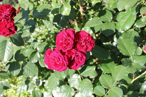 ばら293 ばら293 バラ,rose,初夏の写真素材