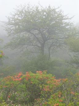 Azalea in the mist, JPG Azalea in the mist, JPG