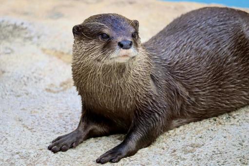 コツメカワウソ コツメカワウソ コツメカワウソ,カワウソ,動物の写真素材