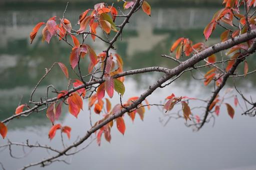紅葉　葉 紅葉,秋,東京の写真素材