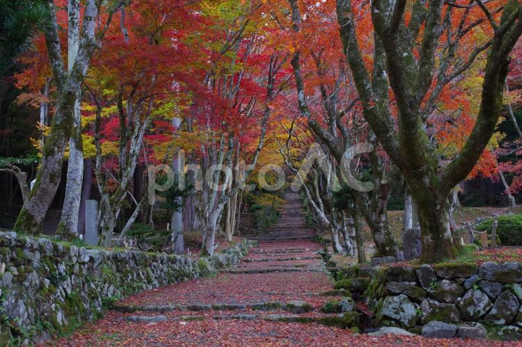 もみじの絨毯 紅葉,赤,秋の写真素材