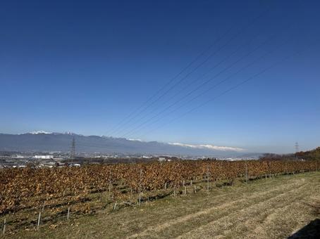 晩秋のワイン用ぶどう畑と北アルプス 空,ワイン用ぶどう,青空の写真素材