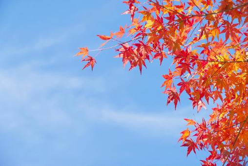 紅葉の葉と青空 2 もみじ,モミジ,紅葉の写真素材