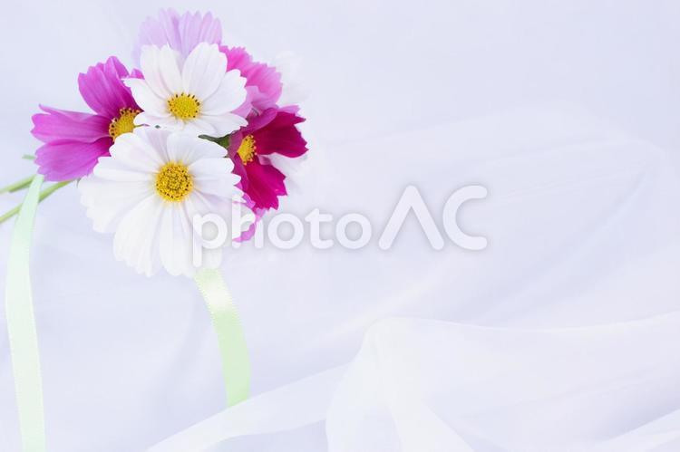 鮮やかな赤い色が入ったコスモスのブーケ３ コスモス,鮮やか,ブーケの写真素材