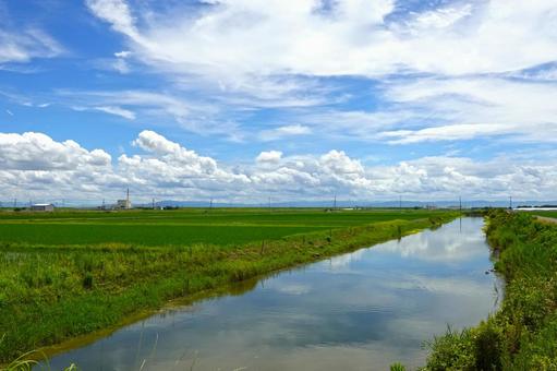 夏の田園風景3(佐賀県川副地区) 夏の田園風景3(佐賀県川副地区) 田園風景,田園,田んぼの写真素材