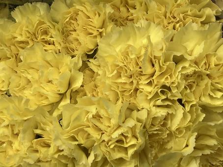 花(カーネーション) 花(カーネーション) 花,アップ,植物の写真素材