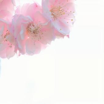Photo, বরই, ফুল, তাল ফুল, 