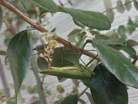 オオカマキリ出産 オオカマキリ,卵,産卵の写真素材