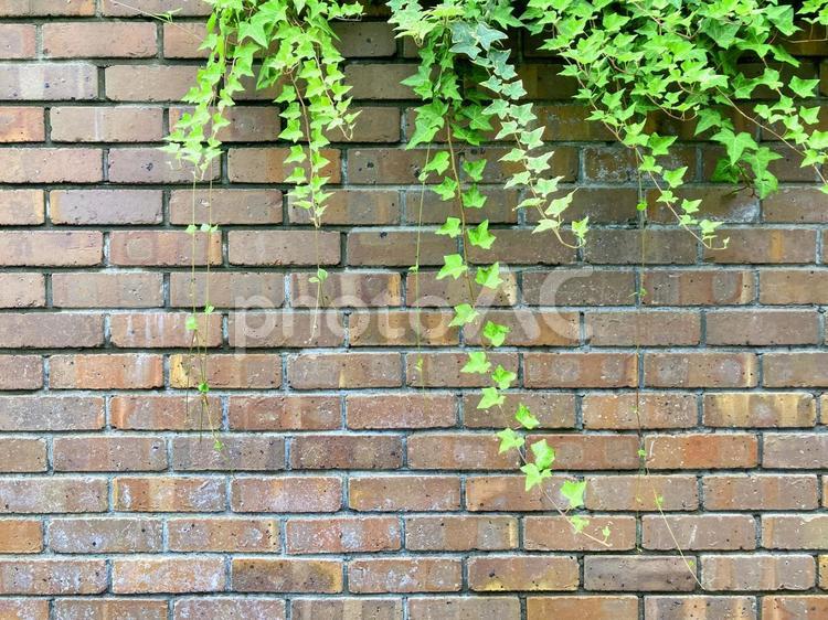 グリーンの植物がある壁面の背景素材_b_04 背景,コピースペース,テキストスペースの写真素材