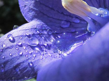 水滴と花 水滴と花 水滴,しずく,雨の写真素材