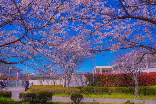 桜と住宅街の景色 桜,ソメイヨシノ,満開の写真素材