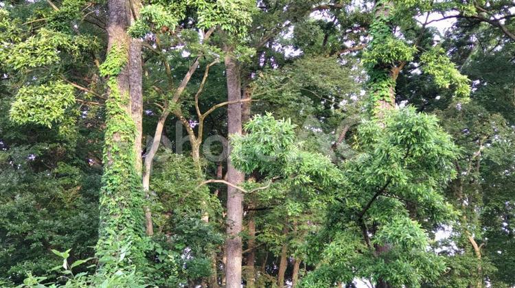 ツタのからまった大木 ツタ,つた,蔦の写真素材