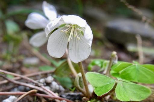 ミヤマカタバミ ミヤマカタバミの写真