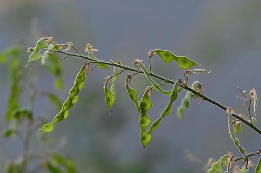 アレチヌスビトハギ アレチヌスビトハギ アレチヌスビトハギ,果実,ひっつき虫の写真素材