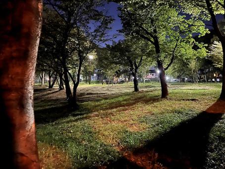 【公園】夜の公園散歩道 【公園】夜の公園散歩道の写真