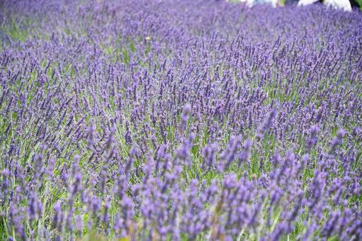 Lavender fields at Oishi Park, Lake Kawaguchi, JPG