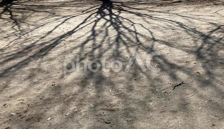 印象的な木の影と地面 印象的,木の影,地面の写真素材