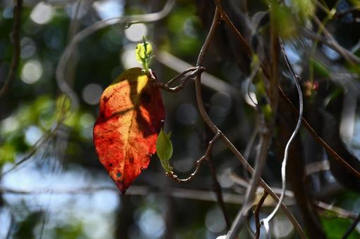 陽に照らされた赤い葉 赤,葉,つるの写真素材