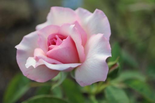 バラ園にて淡い色の薔薇を撮影しました バラ園にて淡い色の薔薇を撮影しましたの写真