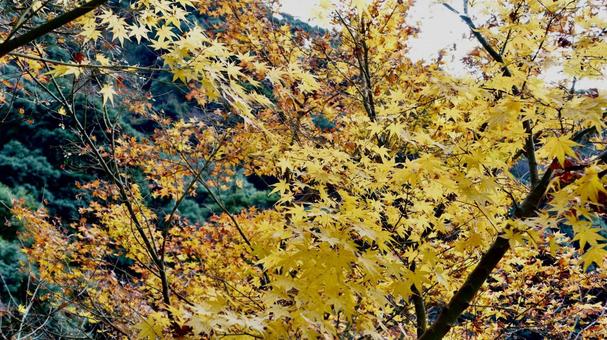 黄色もみじ 黄色もみじの写真