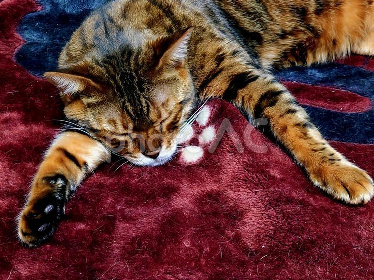 手を広げて眠るベンガル猫 猫,ベンガル,catの写真素材