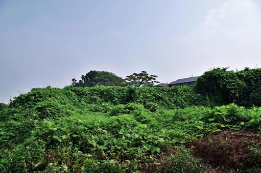 雑草に覆われた荒地 雑草に覆われた荒地の写真