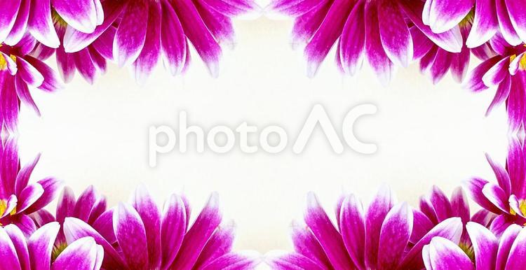 主にピンクカラーのマム花飾り素材 花,ピンク,マムの写真素材