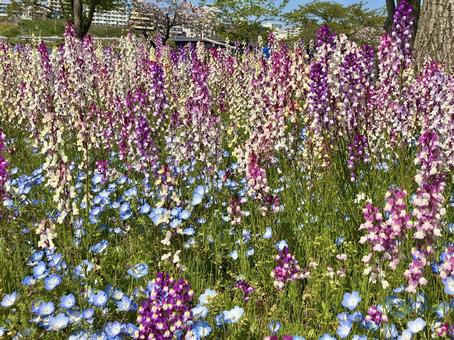 カラフルな春のお花 素材,ネモフィラ,花畑の写真素材