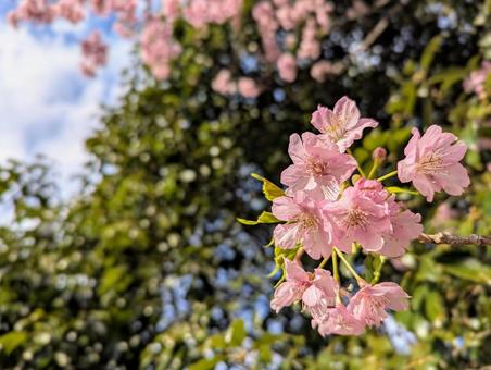 新緑と河津桜 新緑と河津桜の写真