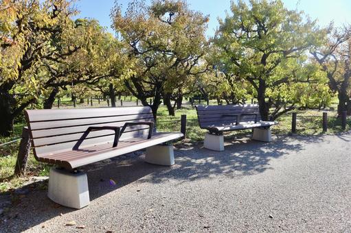 公園のベンチ ベンチ,屋外,秋の写真素材