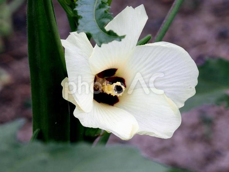木陰から顔を出す芙蓉 芙蓉,白い,花の写真素材