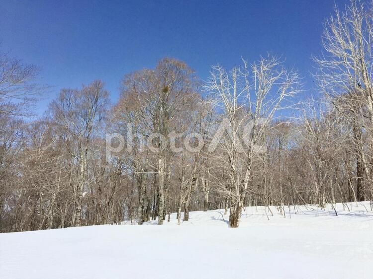 冬の白樺林 白樺,白樺林,冬景色の写真素材