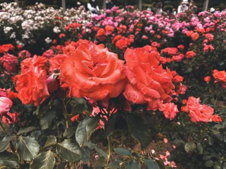 薔薇 薔薇の写真