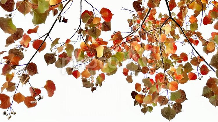 ナンキンハゼの紅葉した美しい葉と実 ナンキンハゼ,紅葉,美しいの写真素材
