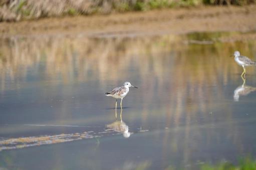 アオアシシギ アオアシシギの写真