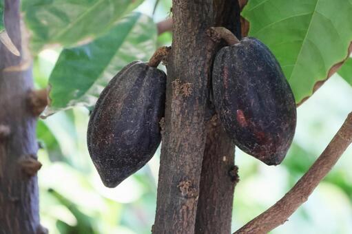 カカオ５（咲くやこの花館） カカオ,咲くやこの花館,鶴見緑地の写真素材