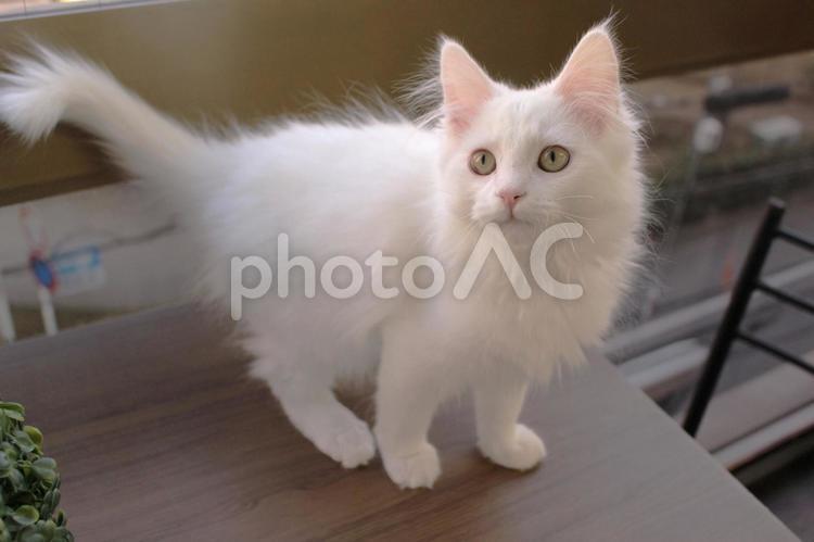 子猫　白猫　長毛 子猫,こねこ,子ねこの写真素材